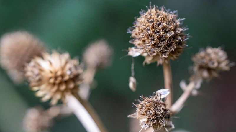 Leave Seed-Bearing Flowers Standing Through Winter