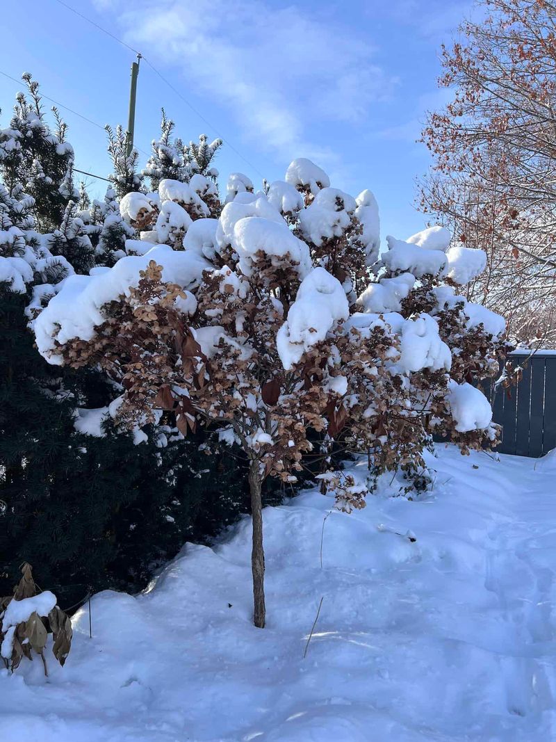 Water The Soil Before A Freeze If It Is Dry