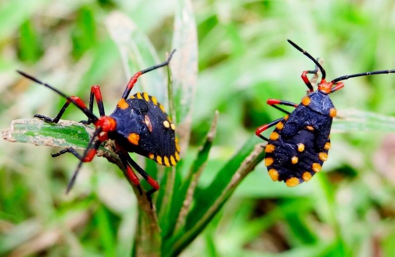 Prevent Insect And Disease Harborage