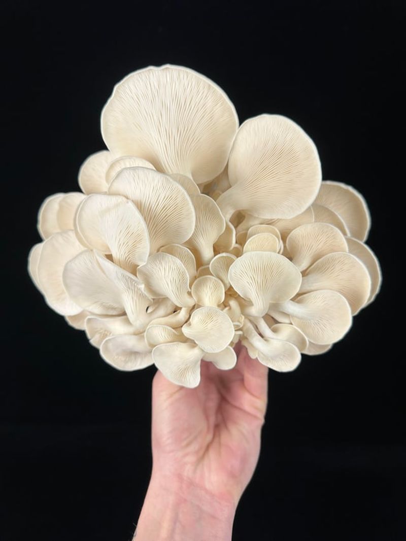 Recognizing The Right Time To Harvest For Best Results