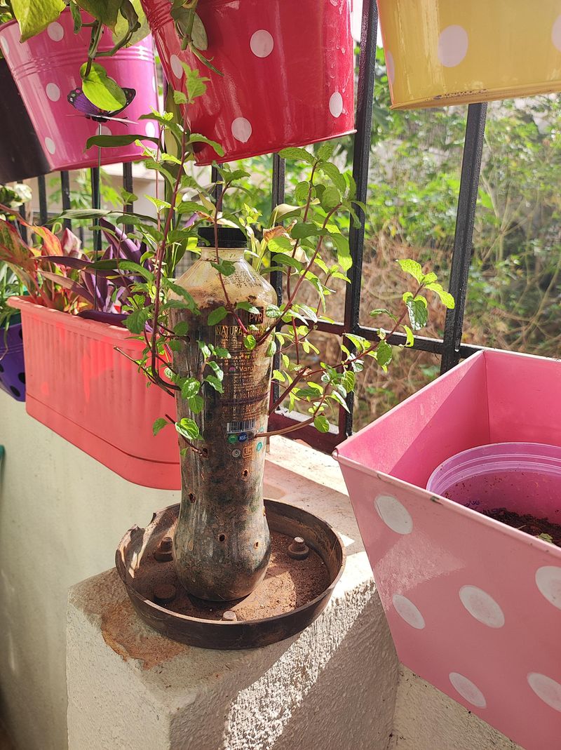 How To Harvest Often While Keeping Mint Full And Bushy