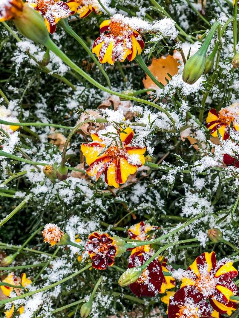 Tender Annual Flowers May Collapse Completely