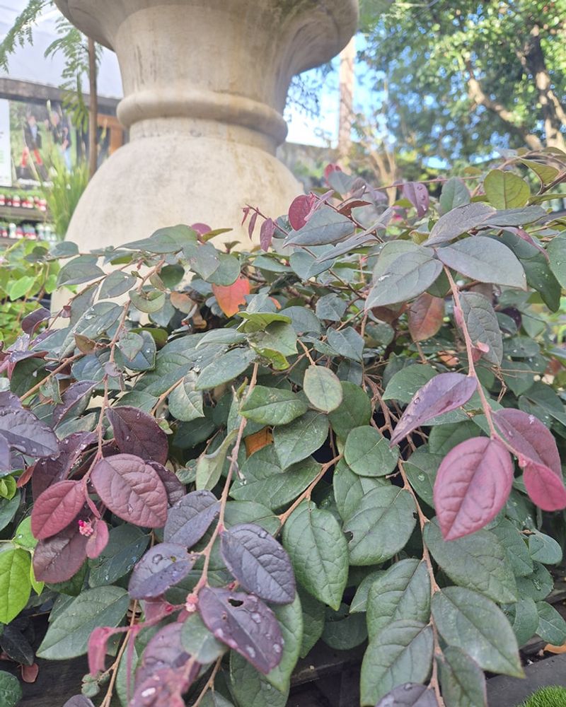 Loropetalum May Have Split Or Blackened Stems