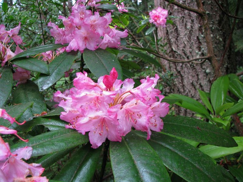 Rhododendron (Native Pacific Rhododendron)