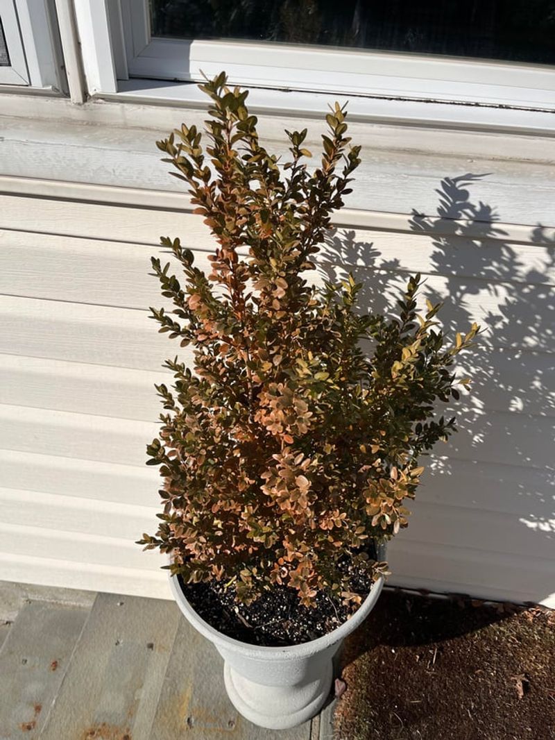 Boxwood Burns Under Reflected Heat