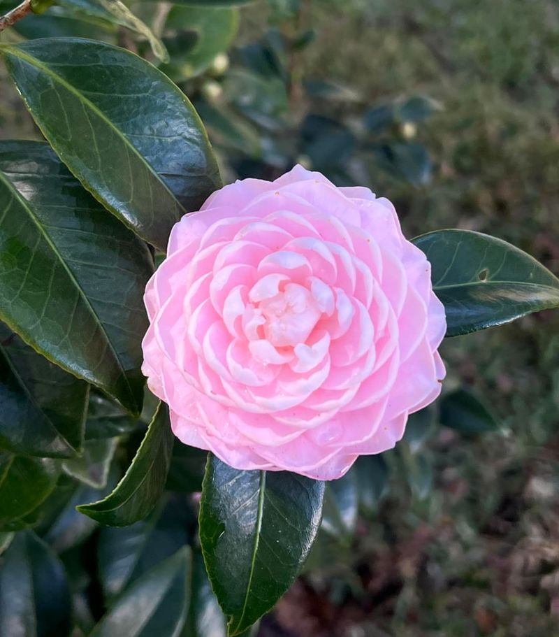 Camellia (Spring-Blooming Varieties)