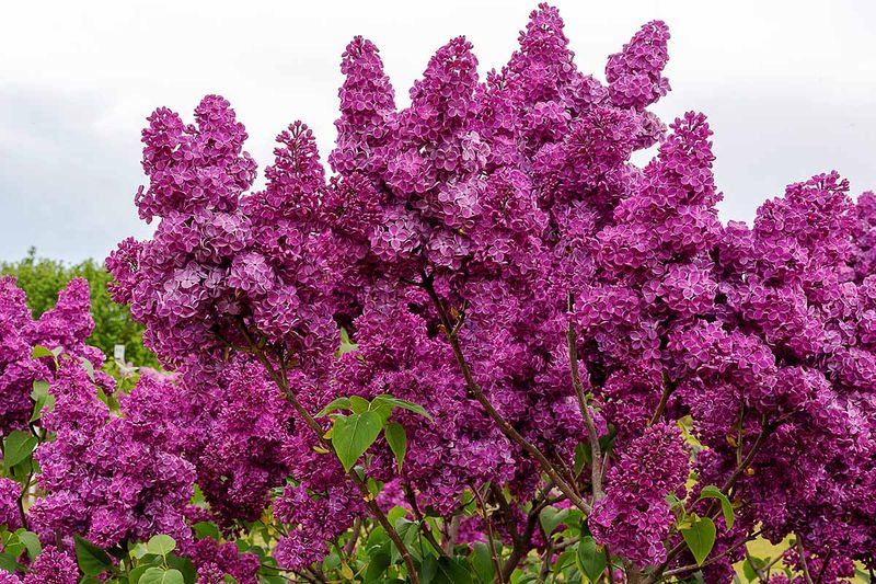 Lilacs
