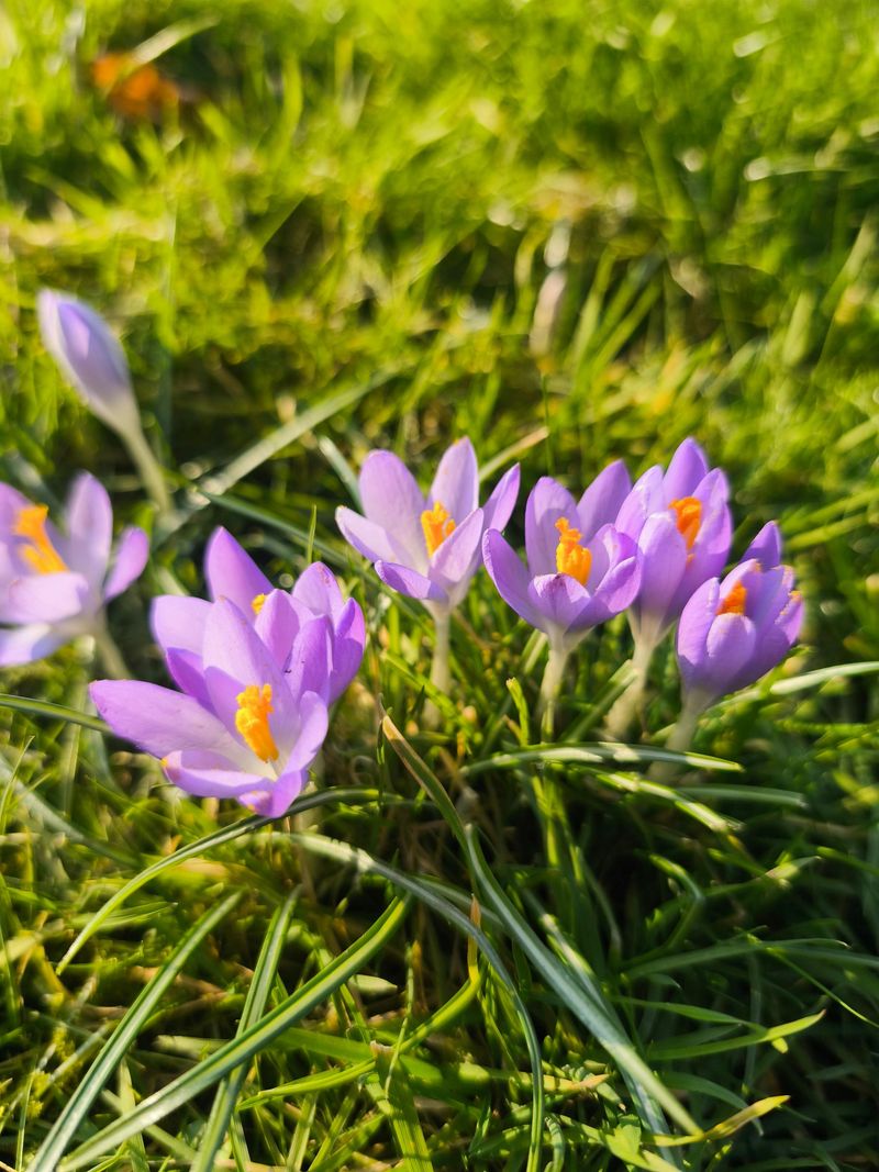 Spring Crocus Often Causes Unexpected Digestive Distress