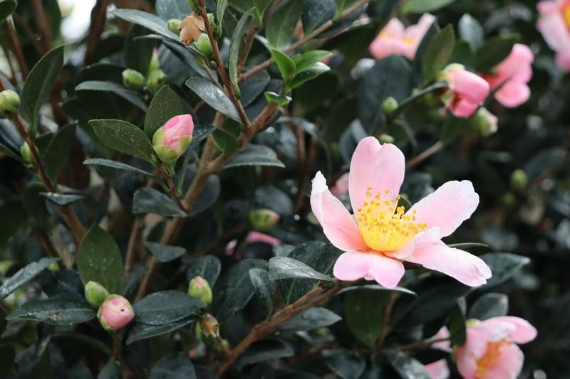 Camellias Are Not Done Yet Even If They Look Tidy