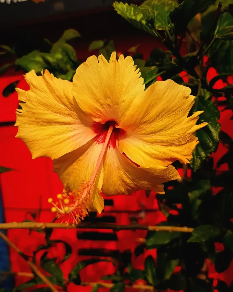 Hibiscus Wakes Up Early