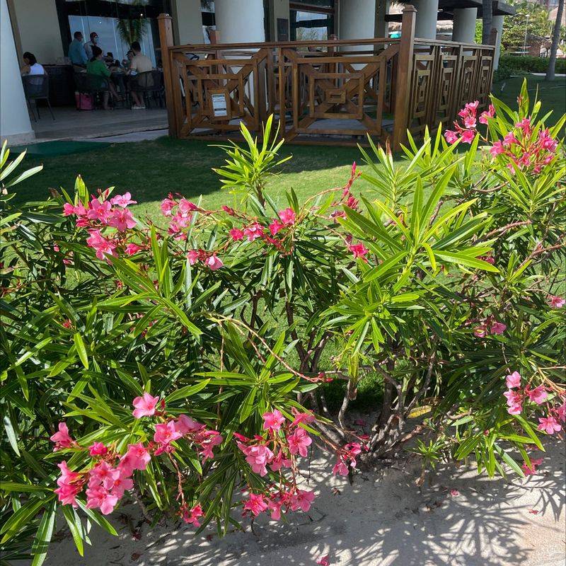 Oleander Creates Hidden Landscape Challenges