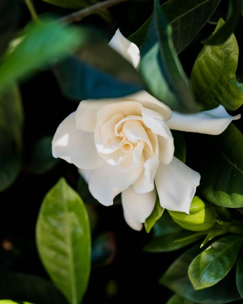 Gardenias (Gardenia Jasminoides)