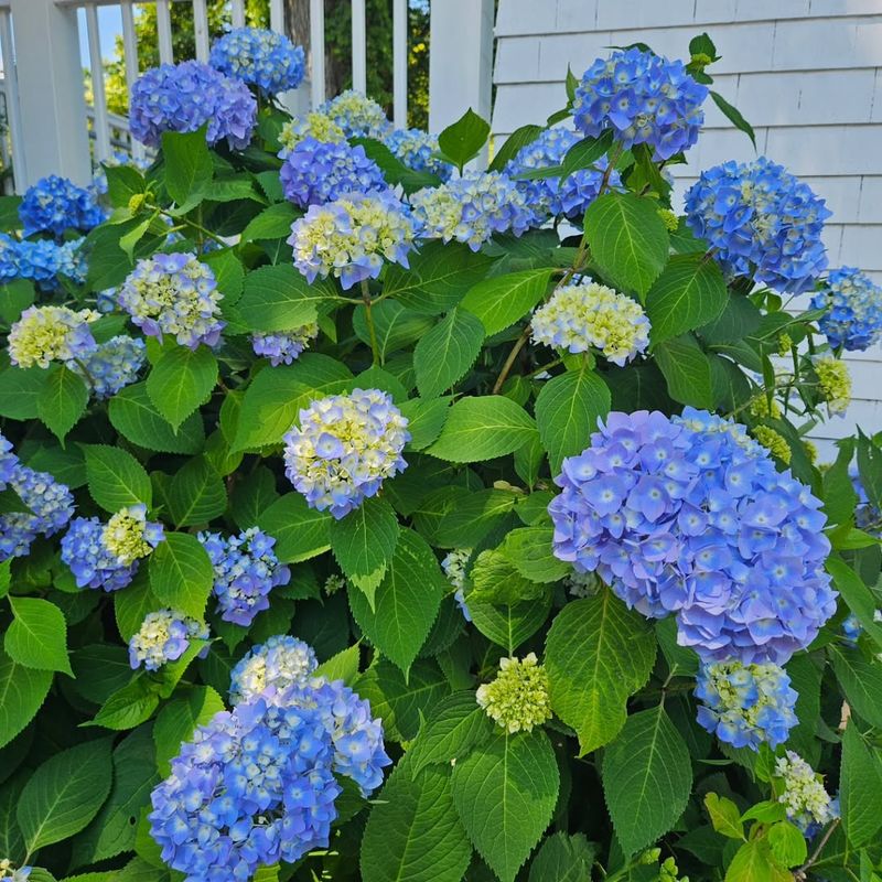 Hydrangea Macrophylla Loses Blooms If Pruned Too Early