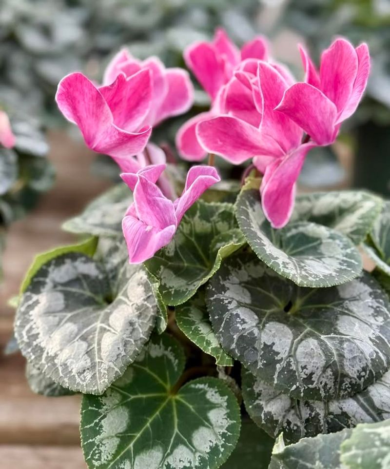 Cyclamen