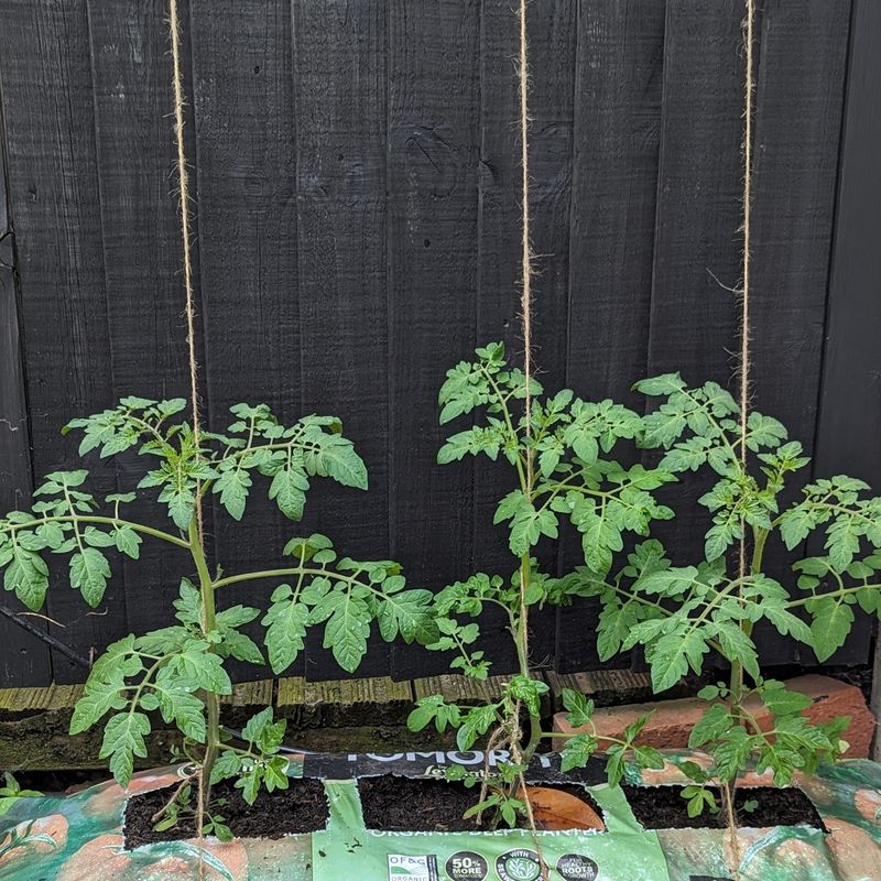 Charger Grows Vigorous Plants With Heavy Crops