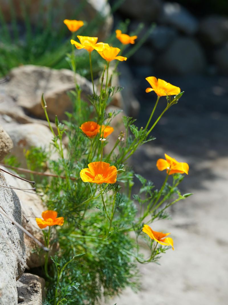 California Poppy (Eschscholzia californica)