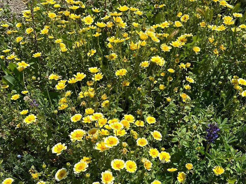 Tidy Tips (Layia platyglossa)