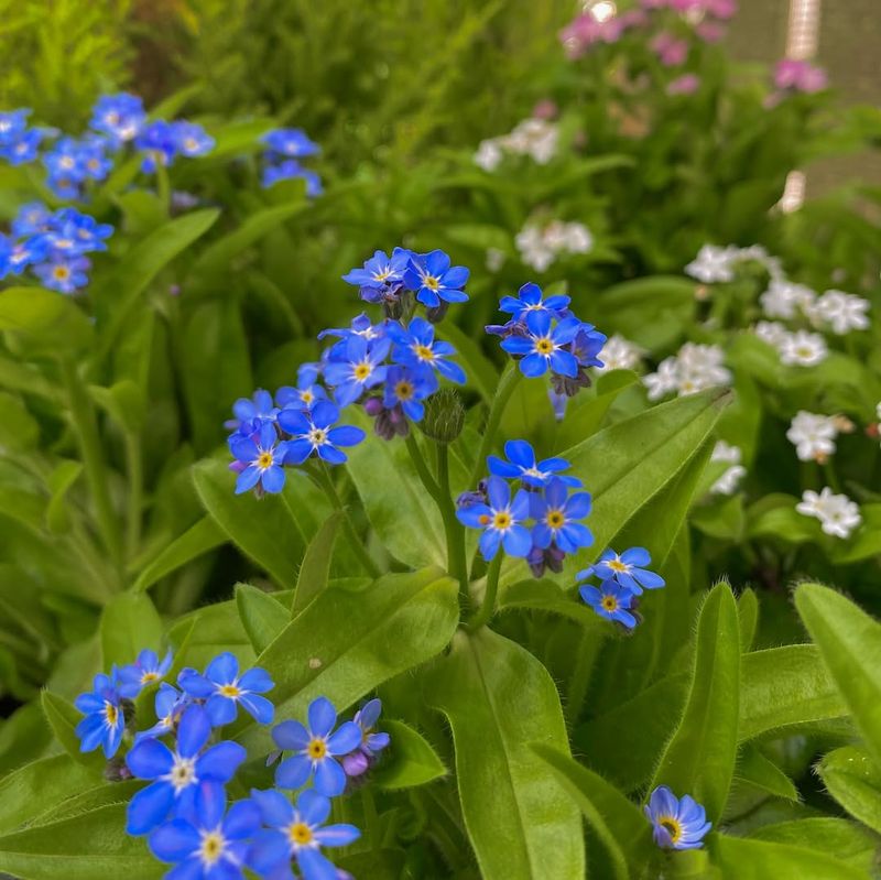 Forget-Me-Not (Myosotis sylvatica)