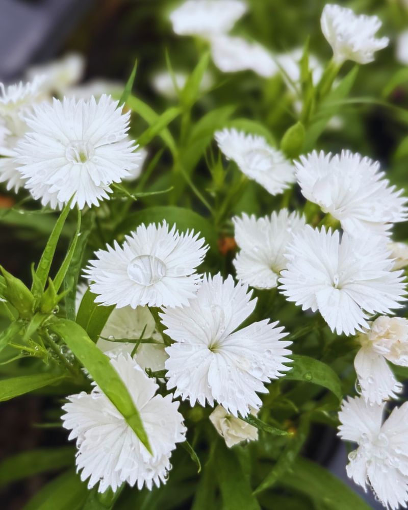 Dianthus Thrives In Cool Spring Weather