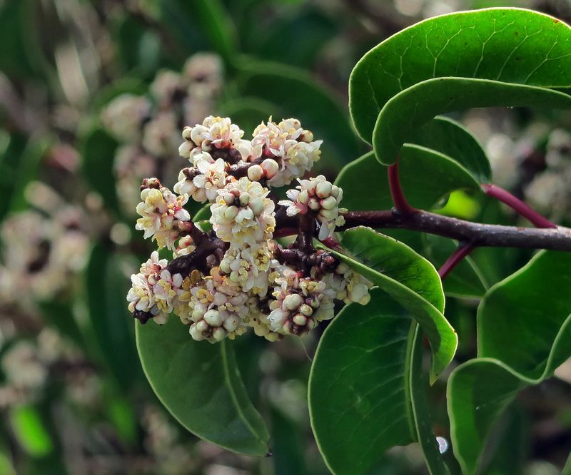Sugar Bush (Rhus ovata)