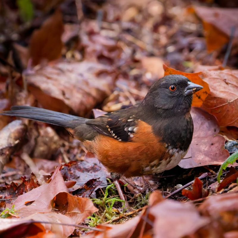 Cleaning Up Garden Debris