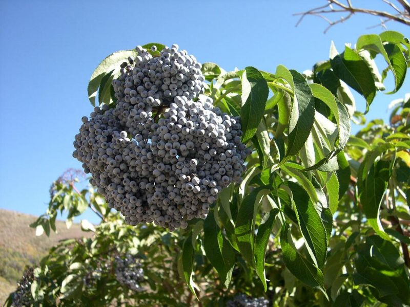 Blue Elderberry (Sambucus nigra subsp. cerulea)