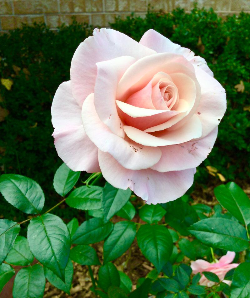 Hybrid Tea Roses Are Too Fussy