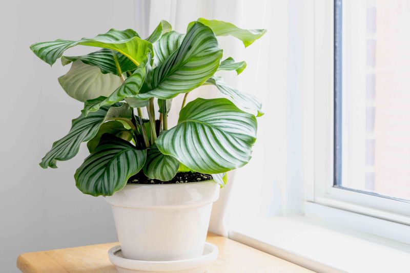 Calathea Orbifolia Offers Wide Decorative Foliage