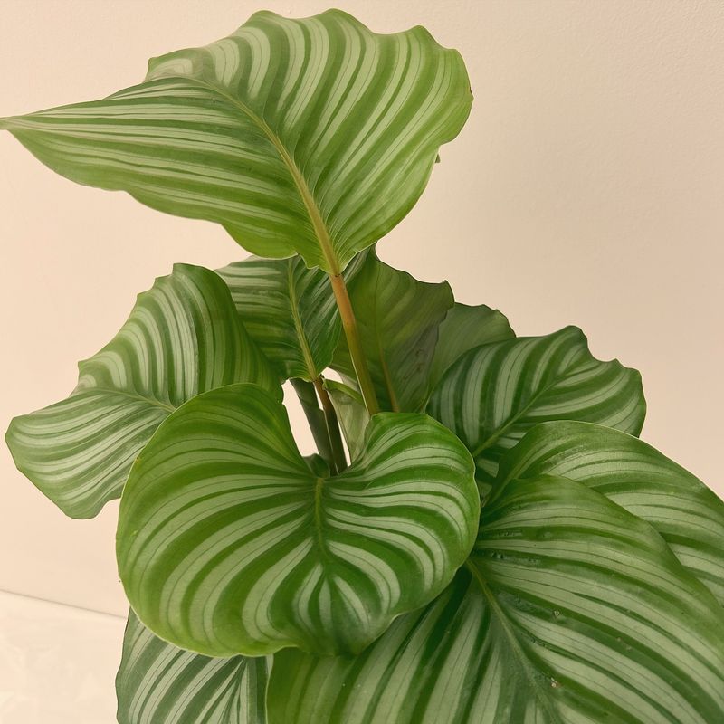 Calathea Orbifolia (Calathea orbifolia)
