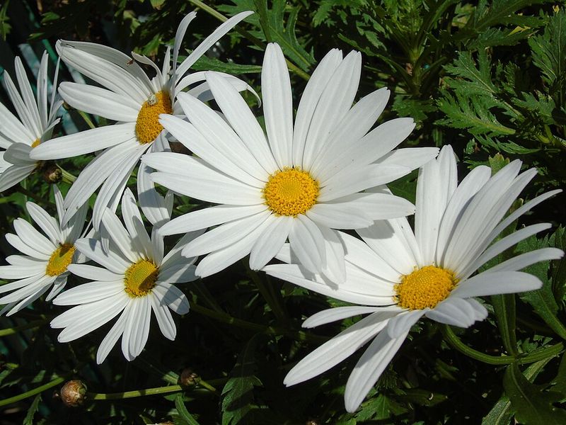 Shasta Daisy Can Overheat In Pots During Georgia Heat