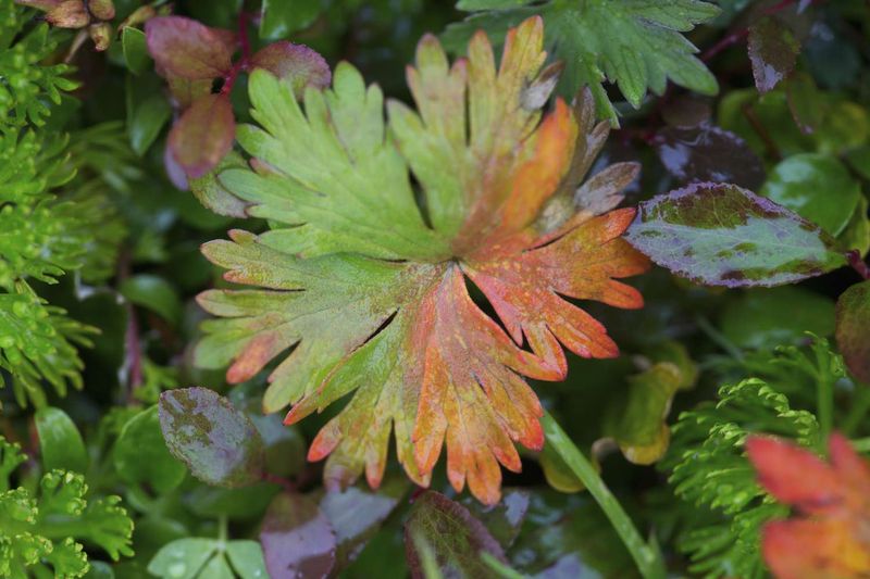 Hardy Geranium Foliage Shows Frost Damage