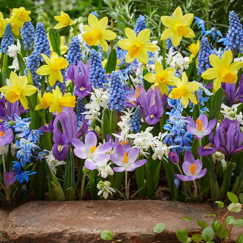 Early Spring Flowering Bulbs