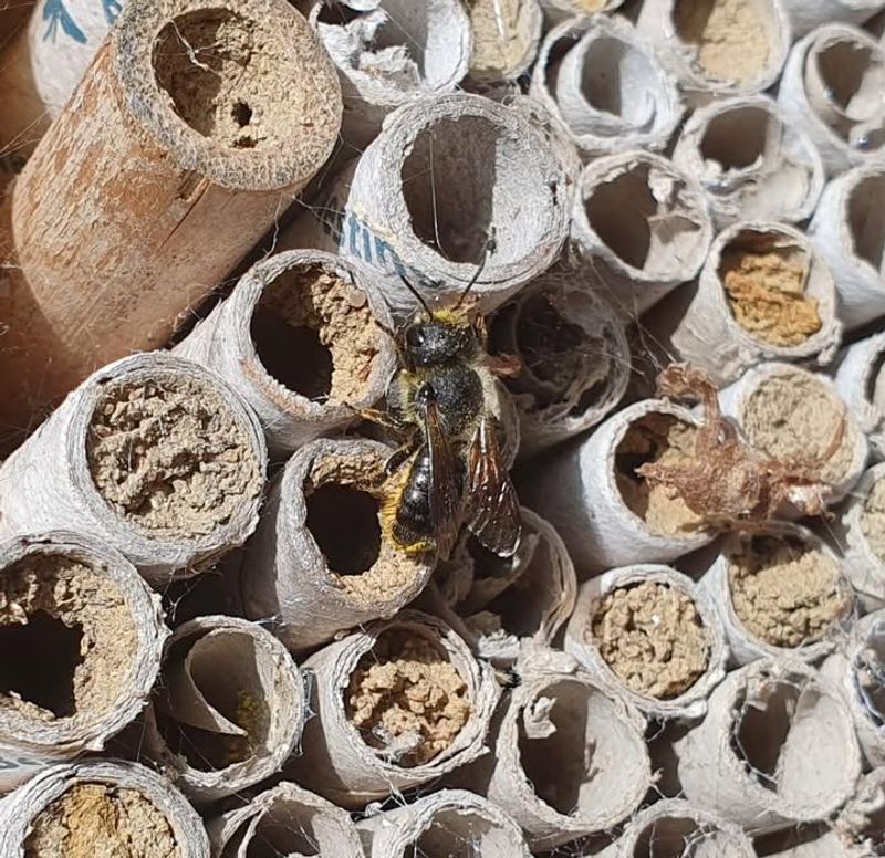 Logs For Mason Bees