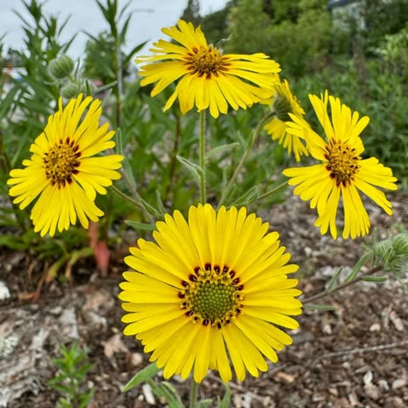 Common Madia (Madia elegans)