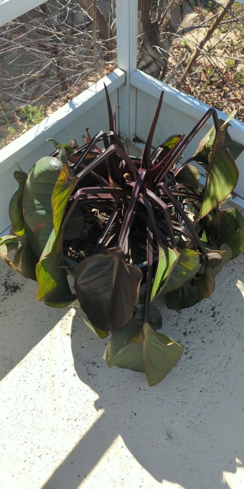 Leaves Turn Black, Mushy, Or Fully Dry