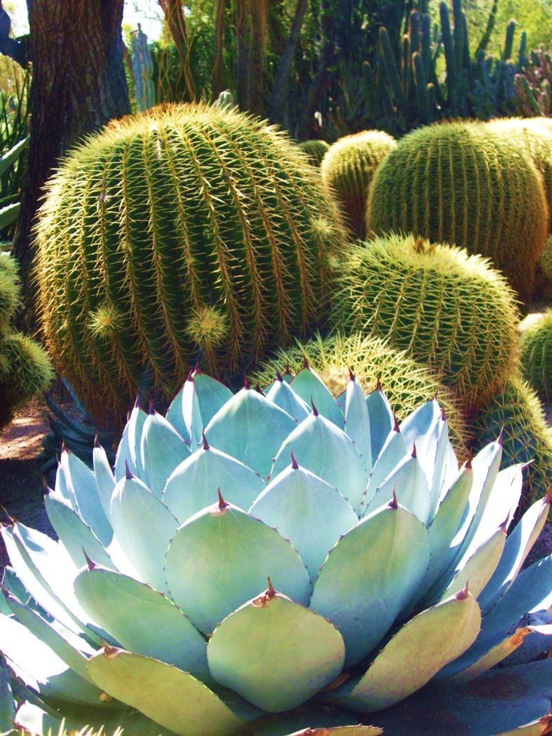 Agave And Golden Barrel Cactus For Sculpted Desert Impact