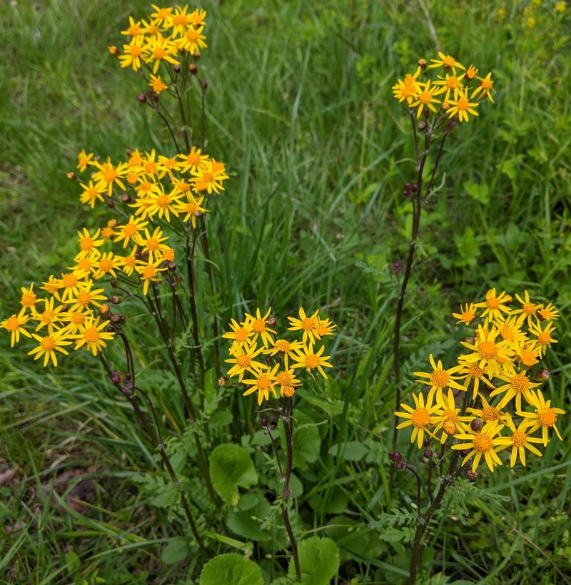 Golden Ragwort Forms Bold Blooming Colonies