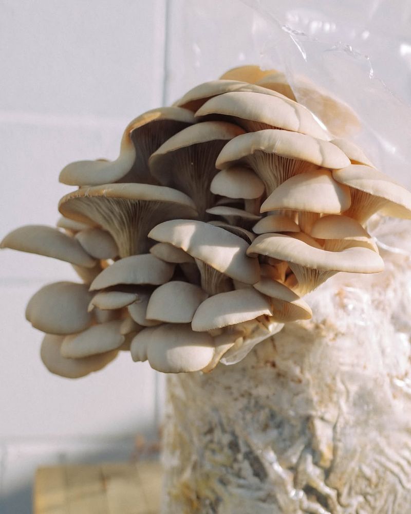 Spawn And Substrate Are Easy To Find