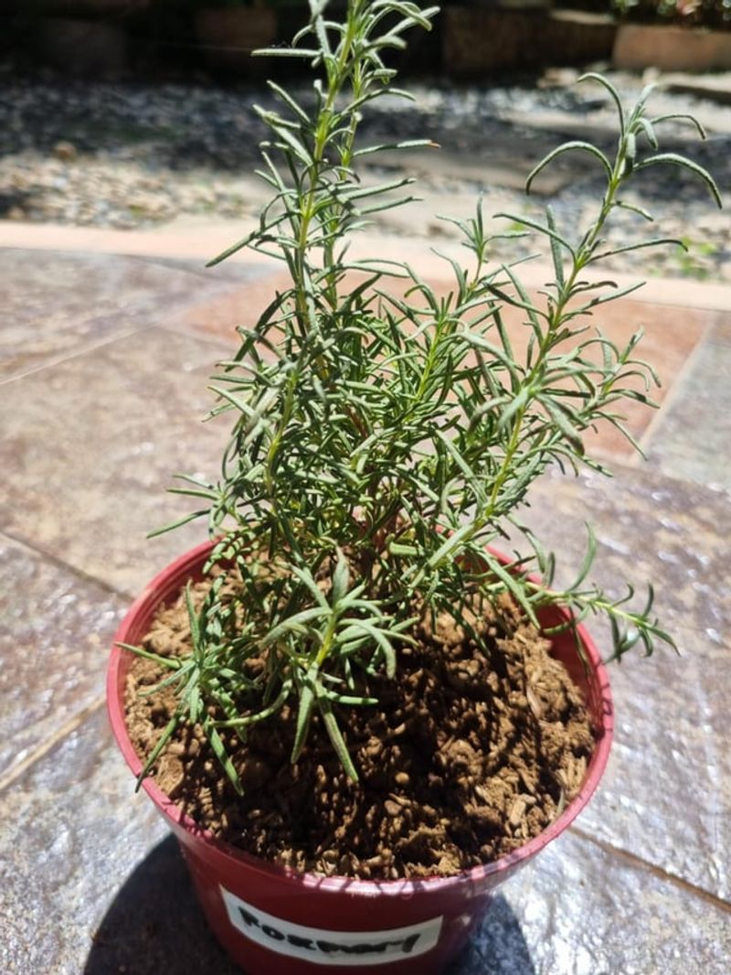 Rosemary