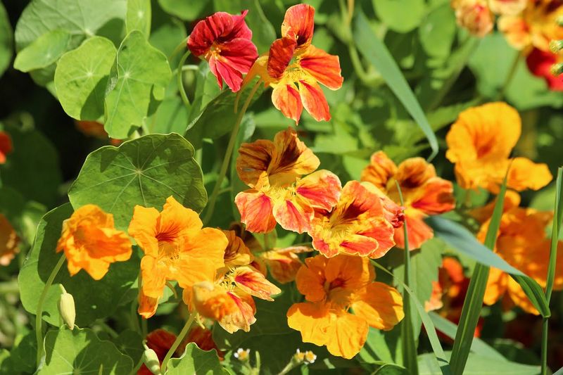 Nasturtiums Work As Trap Crops