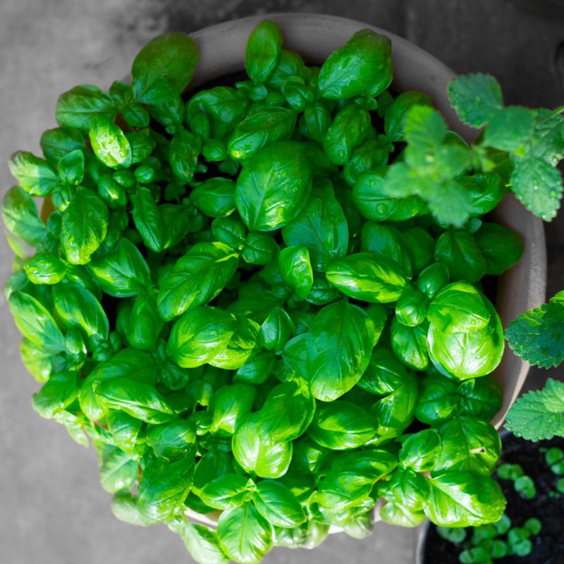 Front Door Basil Is Linked To Good Energy And Home Wellness