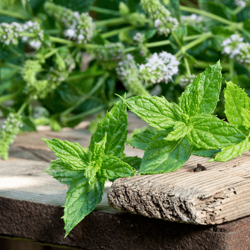Mint Adds Strong Aroma And Garden Diversity