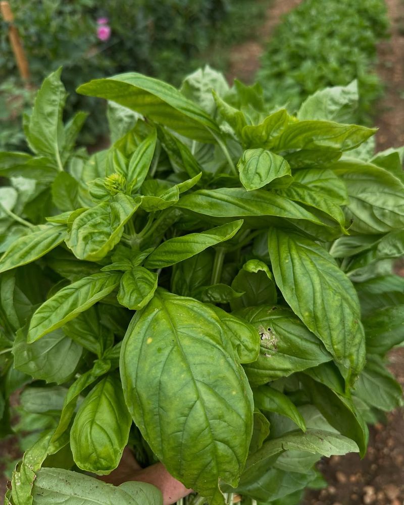 South Florida's Climate Makes Basil Perfect For Entryway Growing