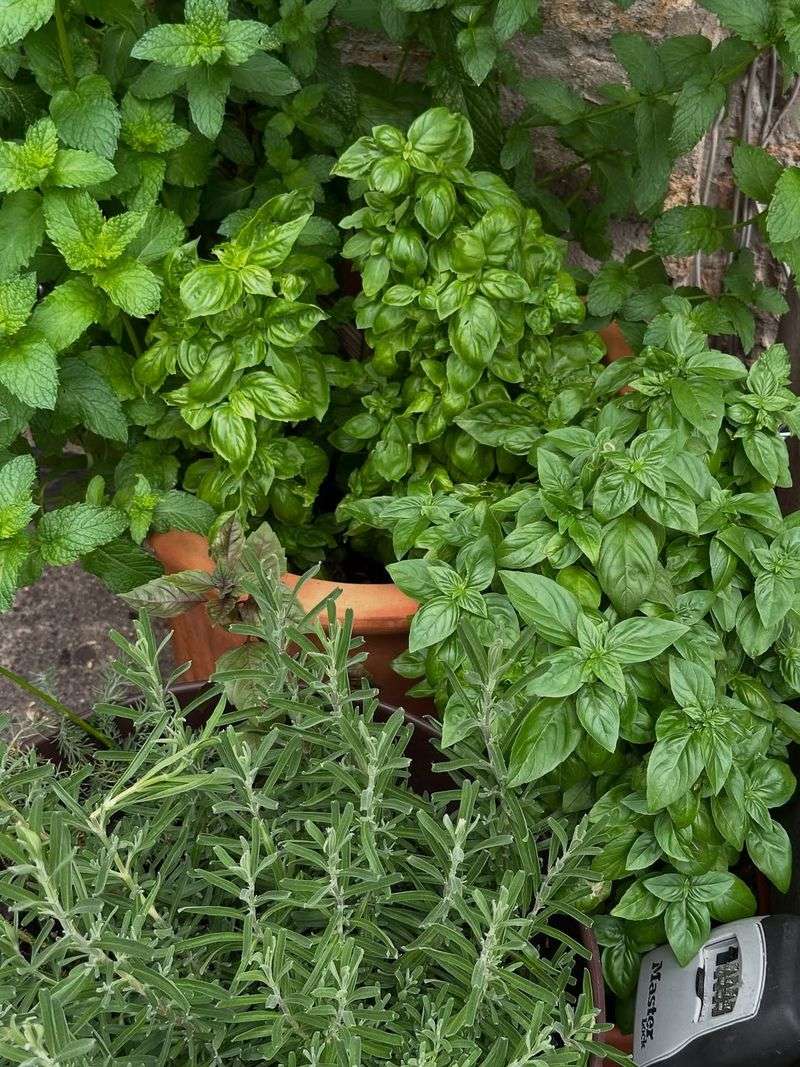 Basil + Thyme