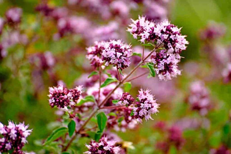 Oregano: Tiny Flowers Big Pollinator Appeal