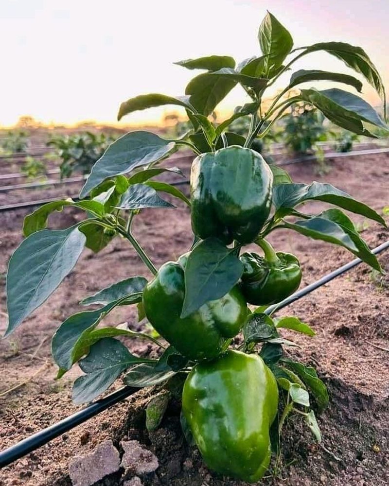Peppers Establish Strong Roots Before Extreme Heat
