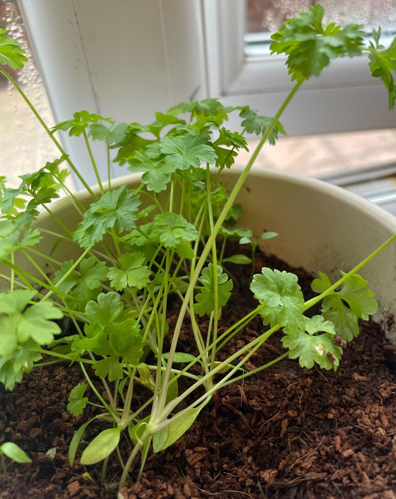 Parsley + Mint