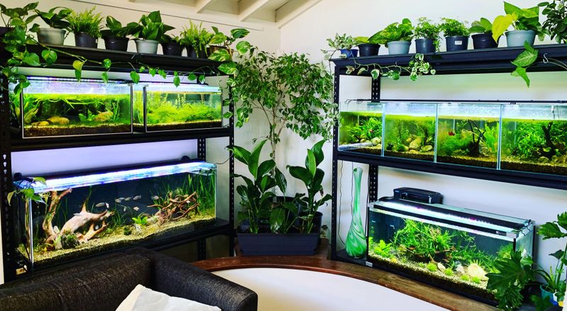 Beside The Fish Tank