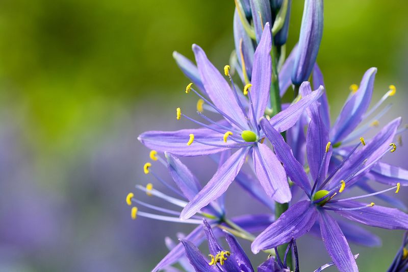 Camas (Camassia quamash – bulbs cooked traditionally)
