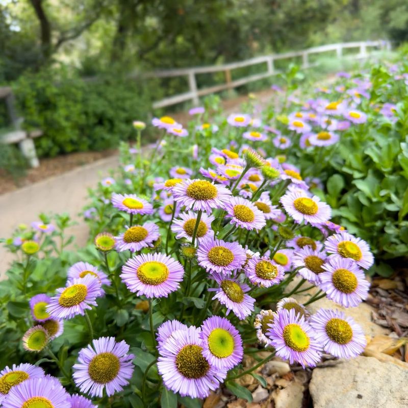 Seaside Daisy (Erigeron glaucus)